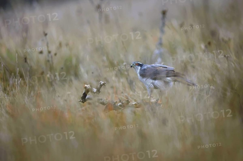 A female goshawk observes around in a grassy meadow of Guadalajara, capturing a serene interaction with the surrender