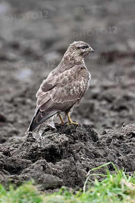 Common buzzard (Buteo buteo), standing in a field, Switzerland