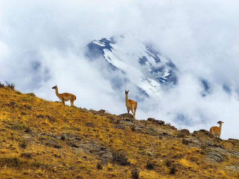 Guanacos (Llama guanicoe) in dramatic landscape, Torres del Paine National Park, Patagonia, Chile