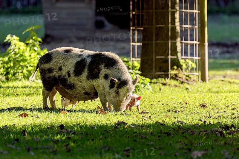Pot-bellied pig (Sus scrofa f. domestica), large mother, sow, walking with newborn young, piglets, in a meadow, Poing Wildlife Park, Upper Bavaria, Bavaria, Germany