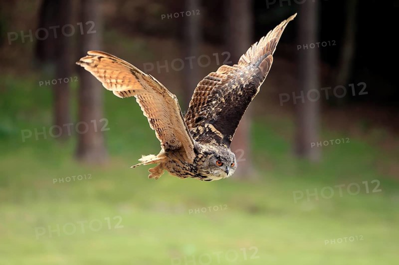 Eurasian Eagle-owl (Bubo bubo), adult, flying, Rhineland-Palatinate, Germany