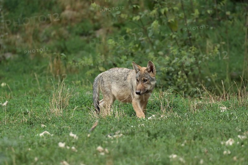 A young wolf in a green meadow, surrounded by nature and grass, wolf (Canis lupus), young in a meadow, in captivity, wildlife park, Bavarian Forest
