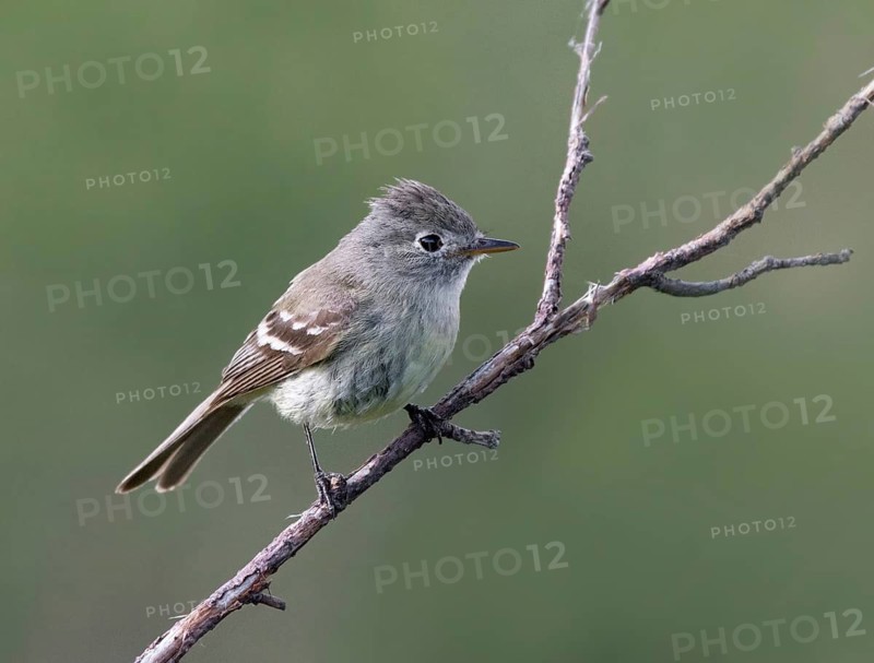 A Dusky Flycatcher, Empidonax oberholseri, perched in Cypress Hills Interprovincial Park, Saskatchewan