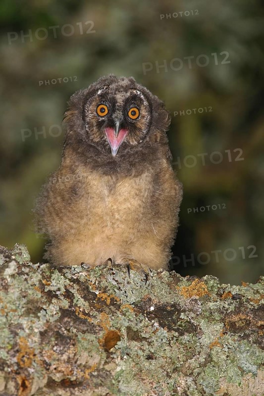 Long-eared Owl (Asio otus) juvenile, Pancas, Portugal