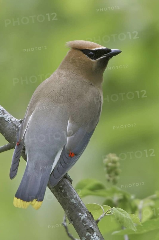 Cedar Waxwing (Bombycilla cedrorum), Manitoba, Canada