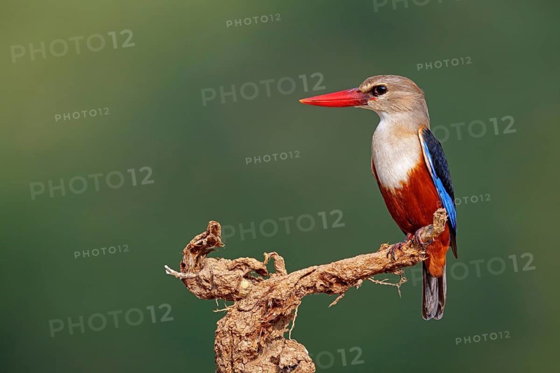 Grey-headed kingfisher, kingfisher, perch, foraging, biotope, habitat, animals, birds, kingfishers, (Halcyon leucocephala), distribution area, African continent Salalah, Ayn Razat, Dhofar, Oman