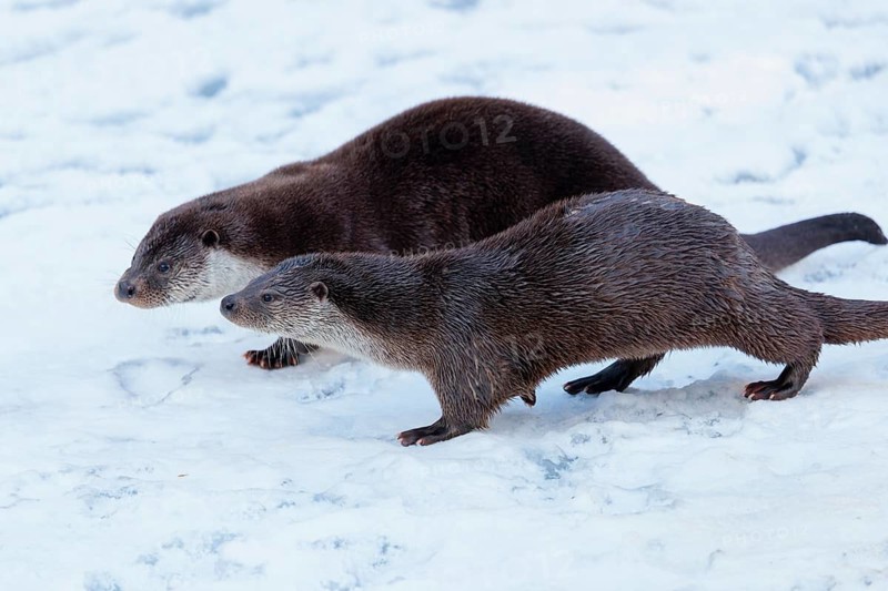 On a sunny day two otters (Lutra lutra) run across the snow-covered frozen river