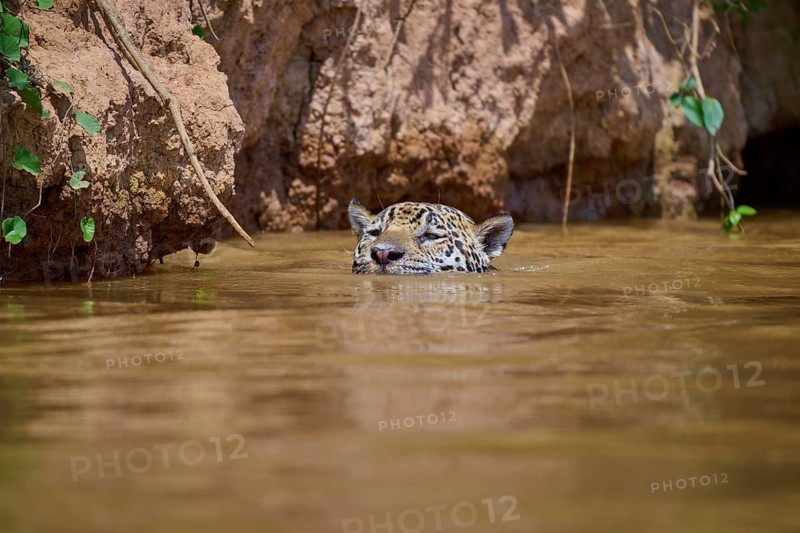 A jaguar swims partially submerged in a mud-coloured river surrounded by rocks and vegetation, Jaguar (Panthera onca), Pantanal, Mato Grosso, Brazil