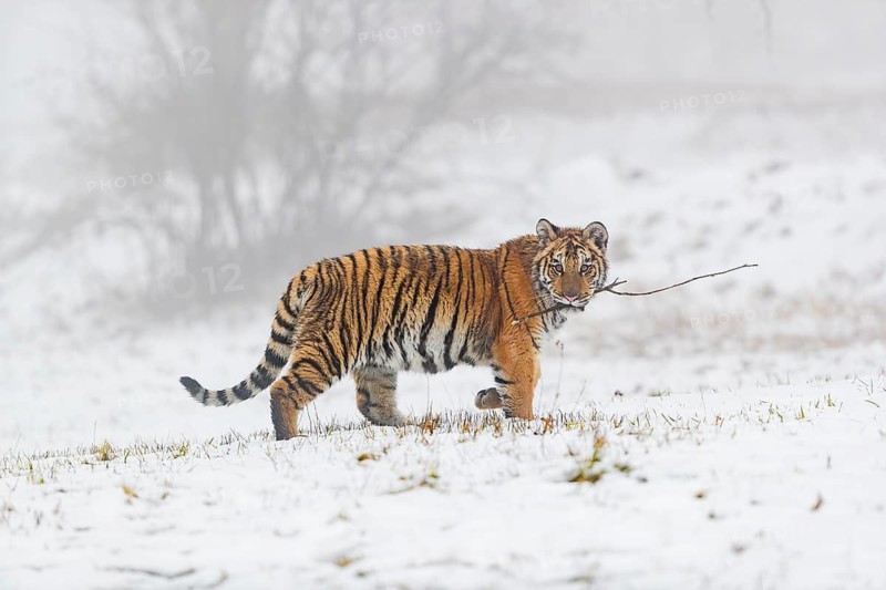 One young Siberian Tiger, Panthera tigris altaica, running over snowy meadow with dense fog in the background