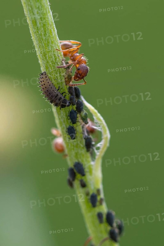 Ants, ant, European fire ant, formicidae, garden ant, hymenoptera, knot ant, Myrmica rubra, red garden ant, red-yellow knot ant, aphid, aphids, common red ant, high size, portrait format, insects, ladybug larva