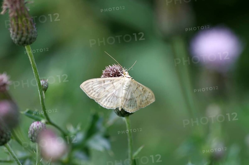 Nettle moth (Patania ruralis), butterfly, flower, nectar, close-up