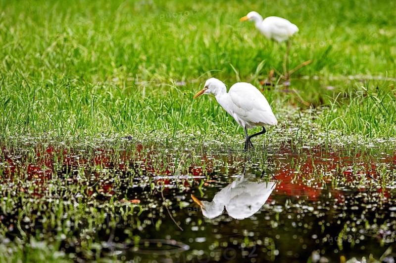 Two white herons on a green meadow, one reflected in the water, Eastern Cattle Egret near Nuwara Eliya in Sri Lanka