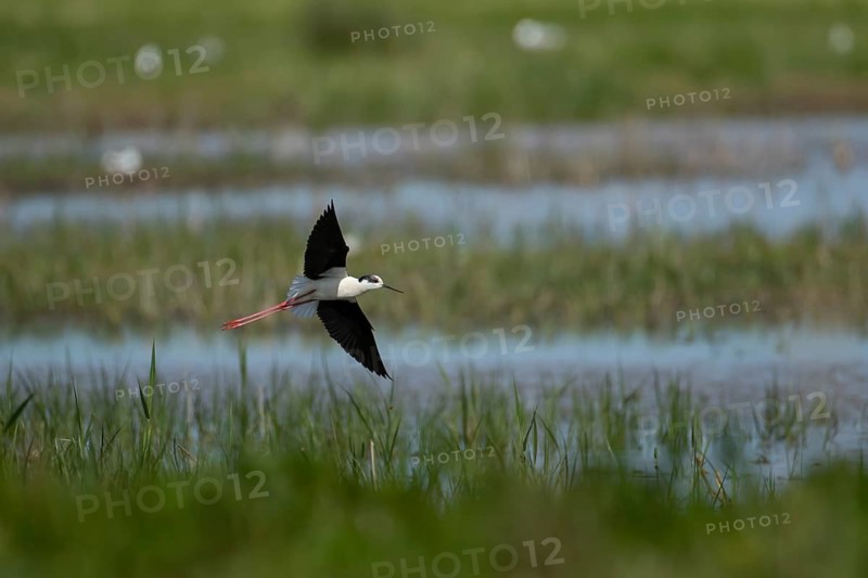 Black winged stilt (Himantopus himantopus) adult wading bird in flight over a lagoon in spring, RSPB Frampton marsh nature reserve, Lincolnshire, England, United Kingdom