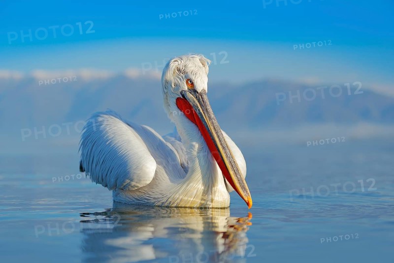 Bird landing to the blue lake water. Bird fly. Dalmatian pelican, Pelecanus crispus, landing in Lake Kerkini, Greece. Pelican with open wings. Wildlife scene from European nature