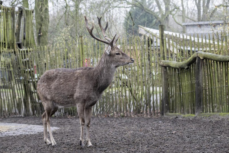 Vietnamese sika deer (Cervus nippon pseudaxis), Nordhorn Zoo, Lower Saxony, Germany