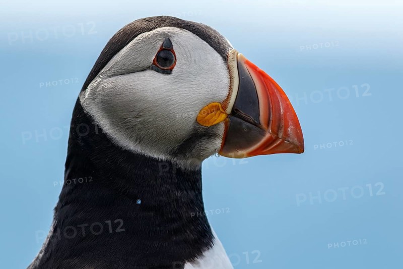 Atlantic Puffin (Fratercula artica), adult portrait, Scotland, United Kingdom