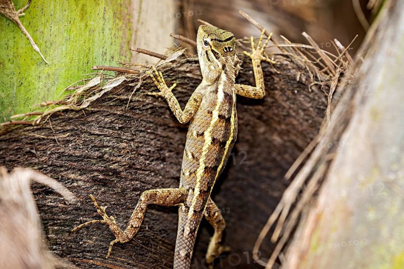 Lizard clinging to tree bark, surrounded by natural colours, The Indian garden lizard near Galle in Sri Lanka (Calotes versicolor)
