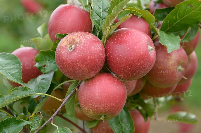 Apple (Malus domestica 'Elise'),  Germany