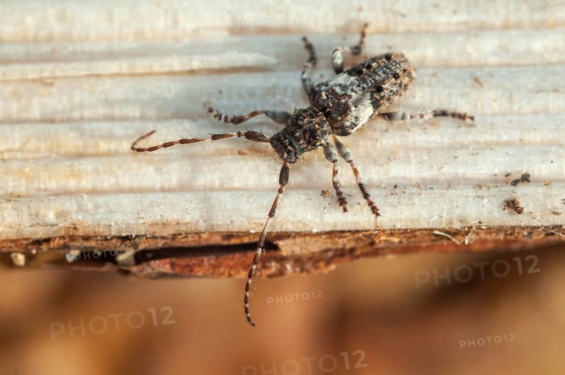 Conifer-wood longhorn beetle, common eyelash buck, pine twig, Pogonocherus fasciculatus, white-tailed eyelash, beetle, longhorn beetle, coleoptera, insects, beetles
