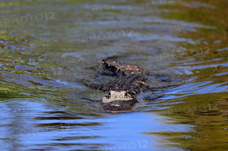 Mississippi Alligator (Alligator mississippiensis), pike alligator, adult, in water, swimming, Florida, USA, North America