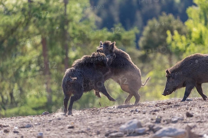 Two wild boar or wild pig (Sus scrofa) fighting on an opening with a green forest in the background. Backlit with a trail of dust