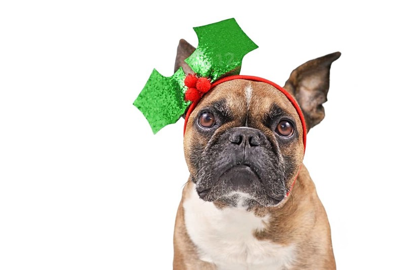 French Bulldog dog with Christmas holly headband on white background
