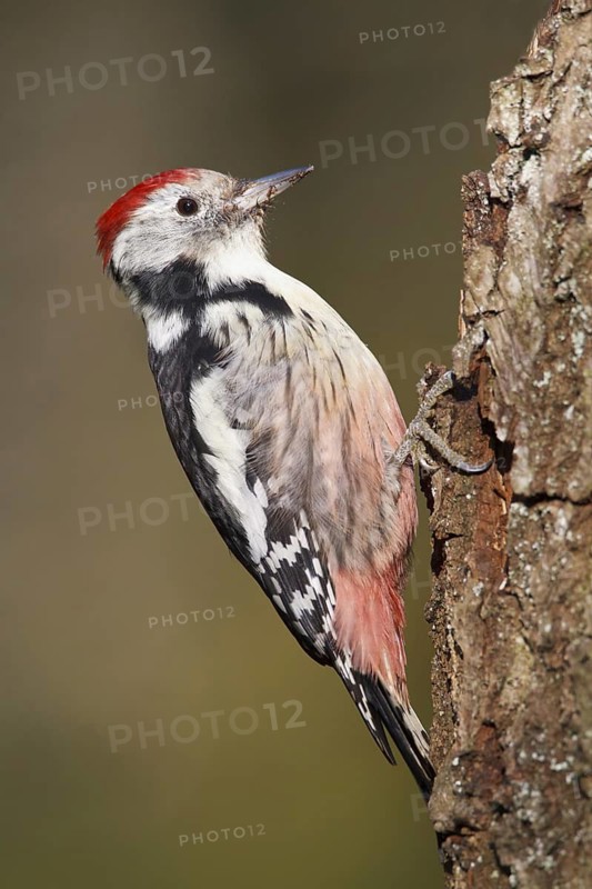 Middle Spotted Woodpecker (Dendrocoptes medius), Germany
