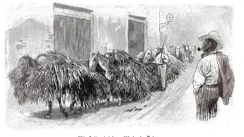 Horses loaded with food in Habana around 1890, Havana, Cuba, illustration, reproduction from a model from the 19th century. Authentic, file restored for optimal use, exact date of submission unknown, historical
