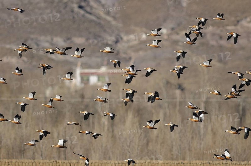 Ruddy Shelduck (Tadorna ferruginea), Tibet, China