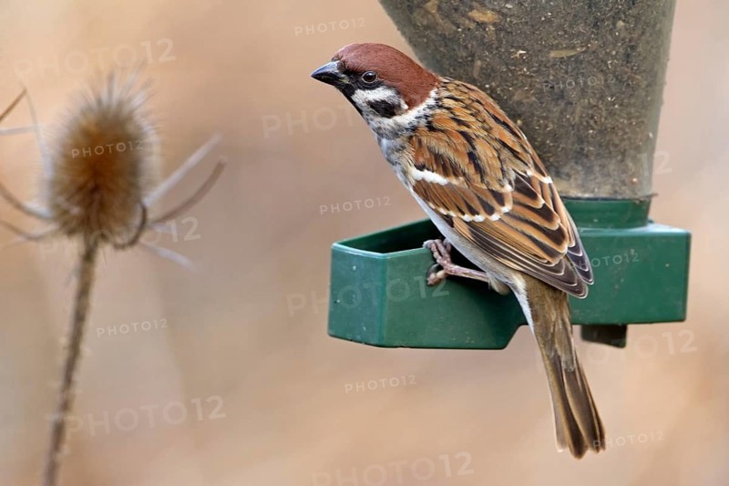 Eurasian Tree Sparrow (Passer montanus), Saxony-Anhalt, Germany