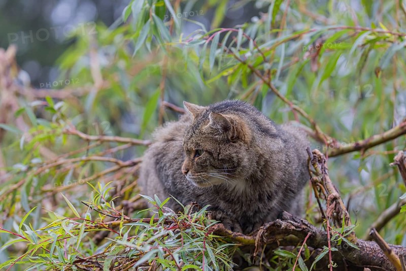 One European wildcat, Felis silvestris silvestris, resting in a green weeping willow tree. Green leaves all around