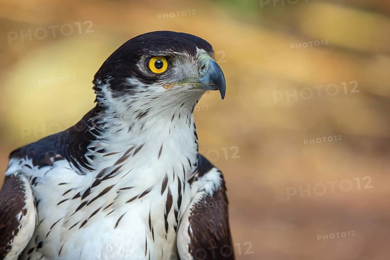 African Hawk-eagle, Acacia eagle, (Aquila spilogaster), perch, Tendaba camp / Tendaba photo hid, Kwinella, South Bank, Gambia