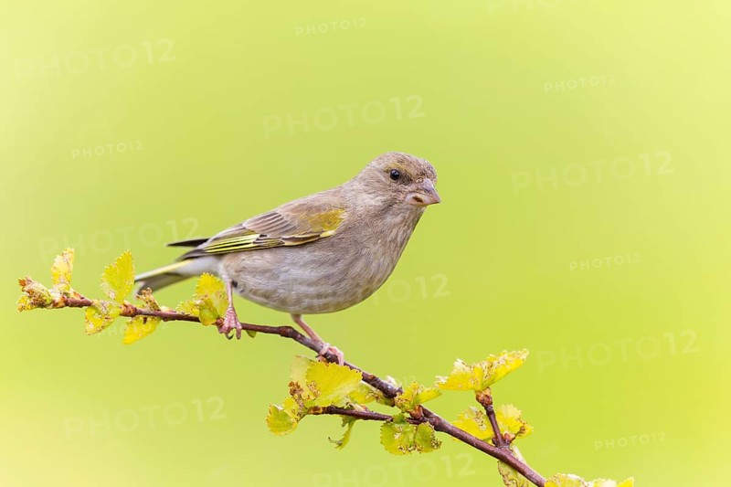 Greenfinch, (Carduelis chloris), Chloris chloris, animals, birds, subfamily of goldfinches and finches, Varanger Bird Park, Finnmark, Norway