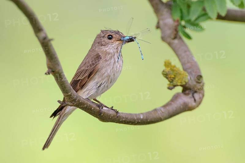 Spotted Flycatcher (Muscicapa striata), Lower Saxony, Germany