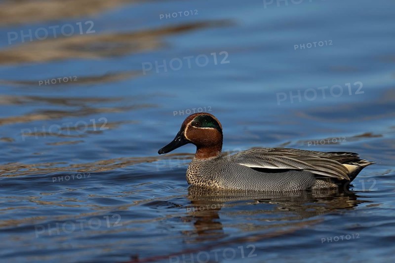 Teal, Creeping Teal or Quail Duck (Anas crecca), Sweden