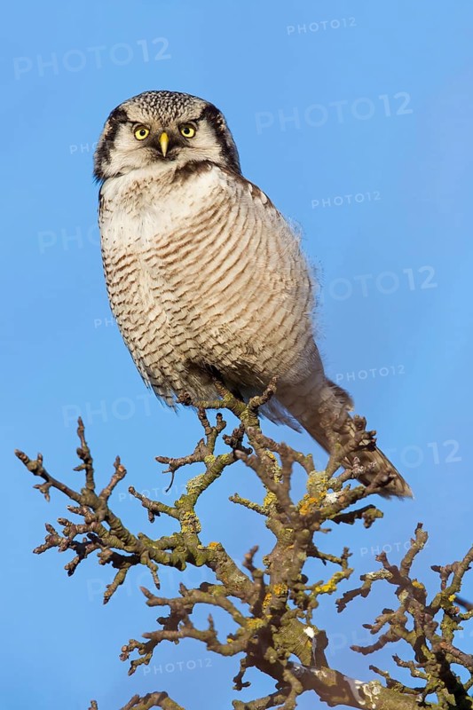Barred Owl, Hawk Owl, Northern Hawk Owl, Surnia ulula, Chouette épervière, Lechuza Gavilana, Stollberg, Saxony-Anhalt, Germany