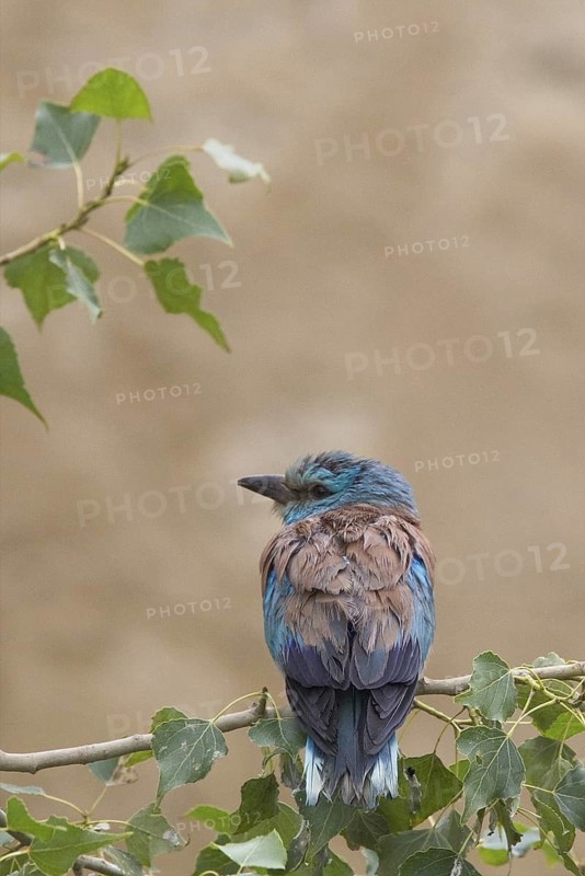European Roller (Coracias garrulus), Bulgaria