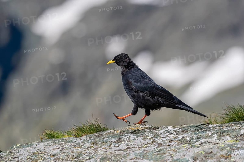 One young Alpine chough or yellow-billed chough (Pyrrhocorax graculus) stands on a rock in the Grossglockner Mountains region
