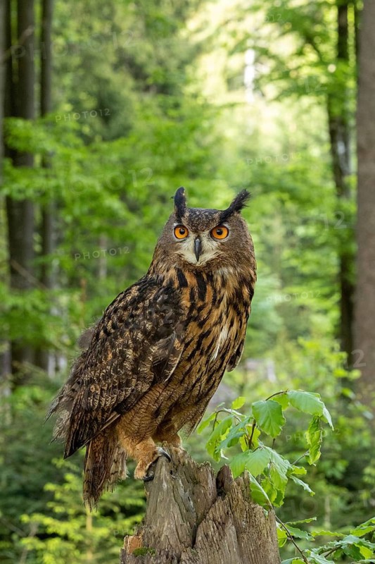 An eagle owl sits alertly on a tree stump in a dense woodland area against a green background, an eagle owl (Bubo bubo) sits alertly on a tree trunk at the edge of the forest, Šumava, Czech Republic