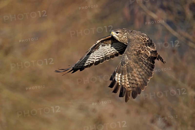 Common buzzard (Buteo buteo), in flight, Switzerland
