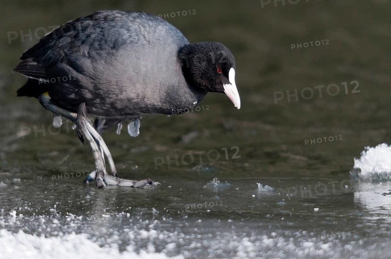 Eurasian Coot coot, fulica atra, birds, coot, coot rail, ice, gruiformes, ice, crane birds, rails, harrow birds, rallidae, snow, birds, waterbirds, waterbirds, winter