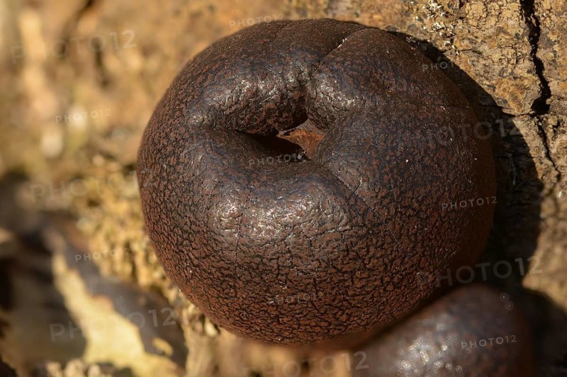 Daldinia concentricav, charcoal mushroom, king Alfred's cake, charcoal ball mushroom, concentric charcoal mushroom, ball charcoal mushroom, coal fungus, cramp balls, fungi, fungus, mushrooms