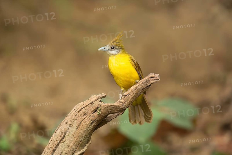 White-throated Bulbul (Alophoixus flaveolus), Yunnan, China