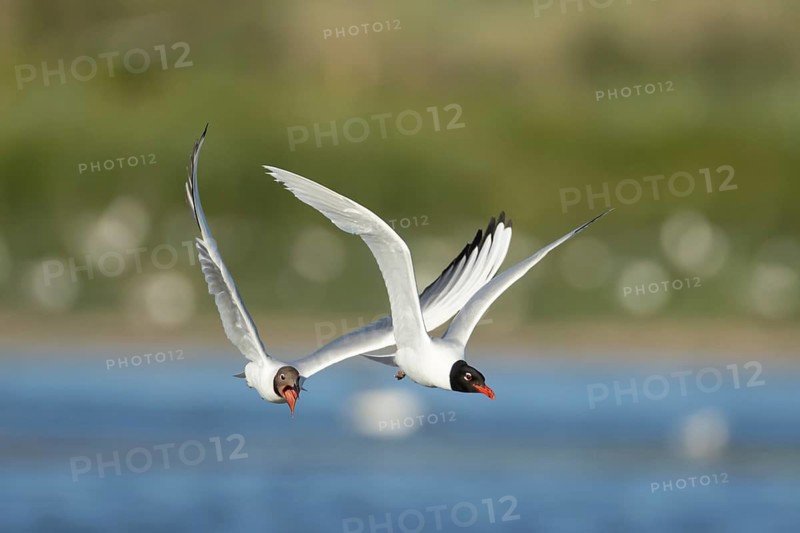 Mediterranean gull (Ichthyaetus melanocephalus) adult bird in flight being chased by a Black headed gull (Chroicocephalus ridibundus), RSPB Minsmere nature reserve, Suffolk, England, United Kingdom