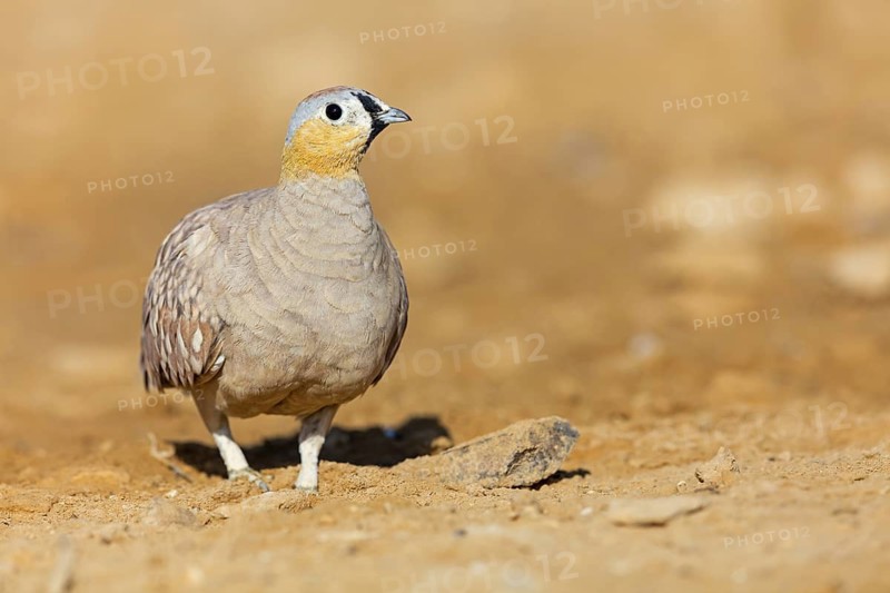 Crowned flying fowl, (Pterocles coronatus), North America, Middle East, family of flying fowl, chicken bird, Celias Waterhole, Ezuz, HaDarom, Israel