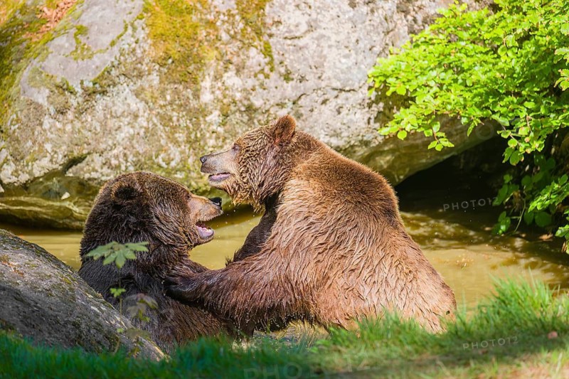 A Eurasian brown bear (Ursus arctos arctos) sow fighting with a big male in a pond