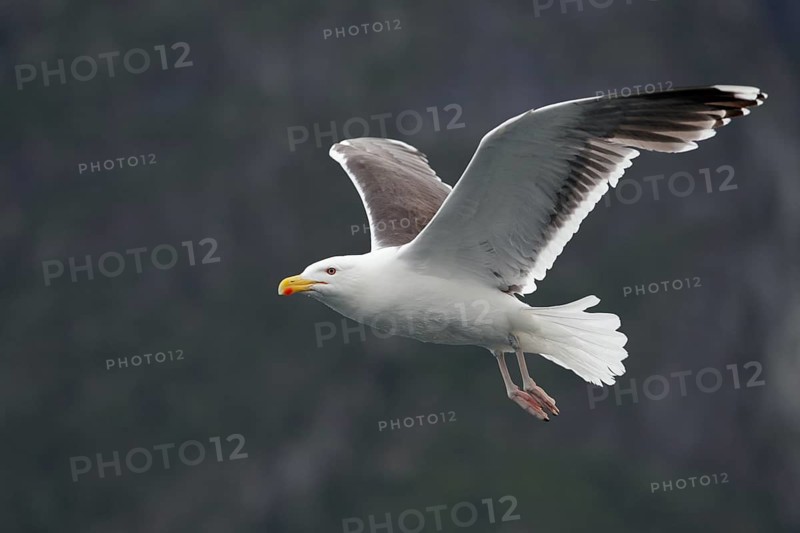 Mantelmöwe; lat. Larus marinus; im Flug von der Seite vor einem bewaldeten Felshang