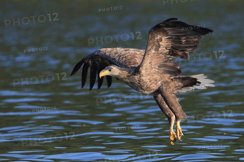 A white-tailed eagle (Haliaeetus albicilla) glides down to the water surface with outstretched wings and hanging legs to capture a fish, Mecklenburg Lake District, Mecklenburg-Western Pomerania, Germany