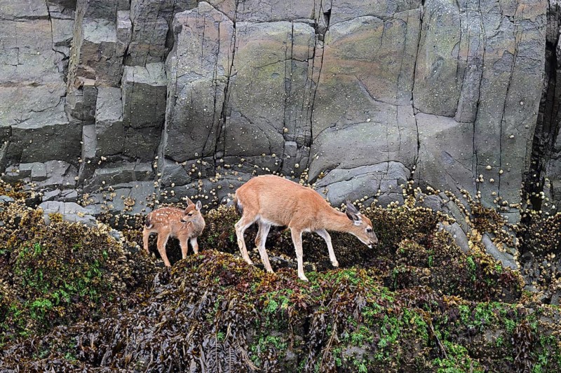Black-tailed deer (Odocoileus hemionus), doe with fawn, Pacific coast, Vancouver Island