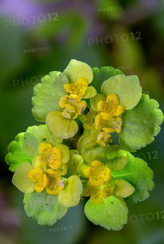 Chrysosplenium oppositifolium, opposite-leaved spleen, saxifragaceae, stone crushers, alternate-leafed spleen, flora, high size, portrait format, opposite-leaved golden saxifrage, plants, plants